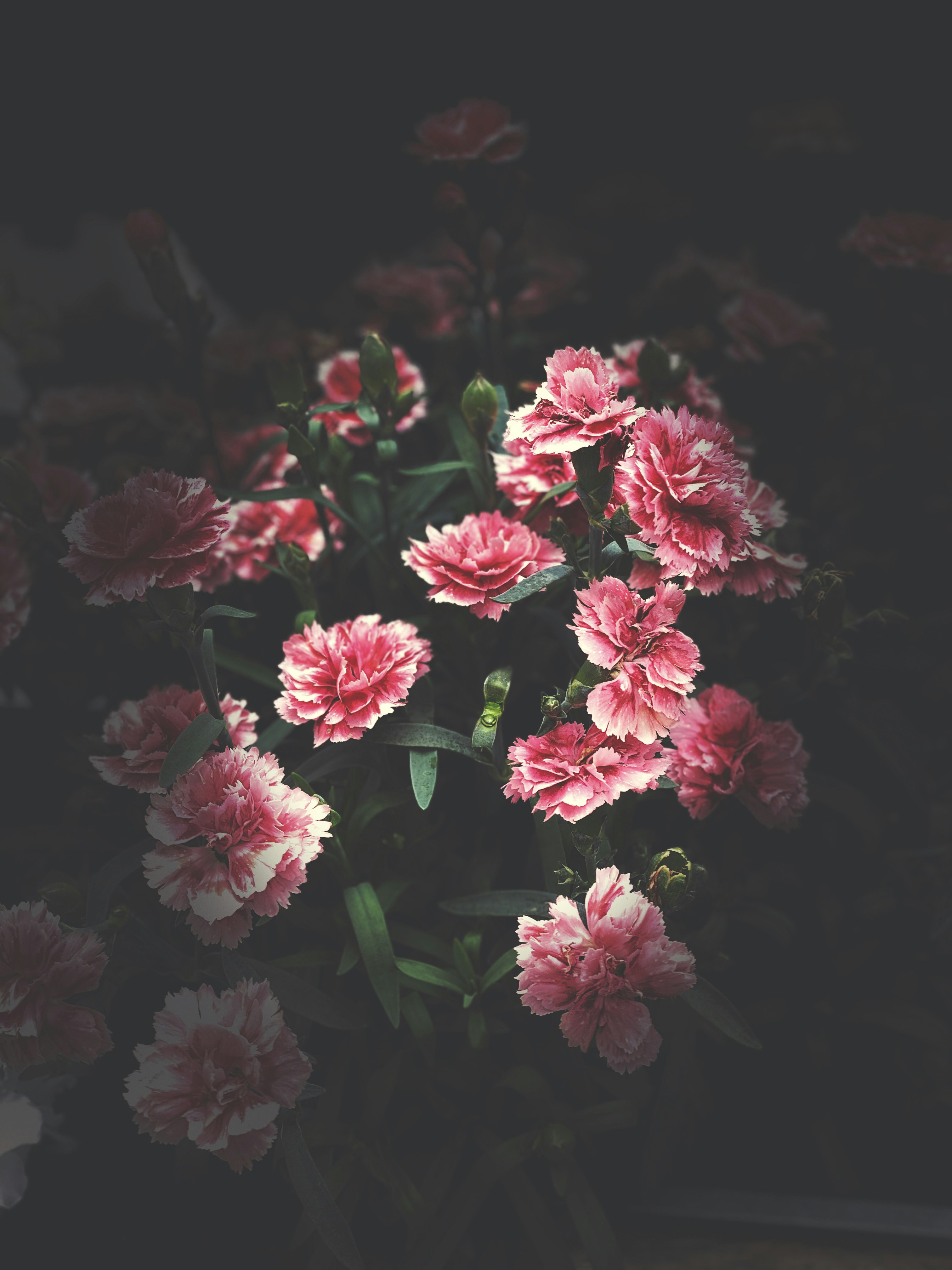 pink flowers with green leaves